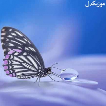 دانلود آهنگ اشکامو پنهونی دارم میریزم با صدای بچه دانلود آهنگ اشکامو پنهونی دارم میریزم با صدای بچه