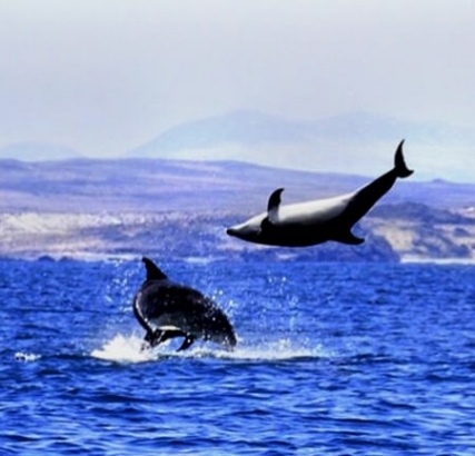 دانلود آهنگ دلفین سیاه Black Dolphin Song Music fa.com دانلود آهنگ دلفین سیاه
