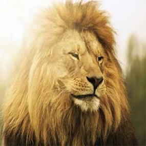 دانلود آهنگ شکارچی توله زاده ریمیکس با صدای بچه دانلود آهنگ شکارچی توله زاده ریمیکس با صدای بچه