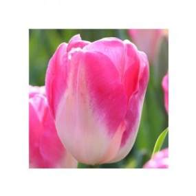 دانلود آهنگ aweli 1 aweli ya weli ya weli بدون ریمیکس