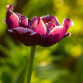 دانلود آهنگ عامل زندون رفیق دست تو بنده بند یک جرمای غیر عمده