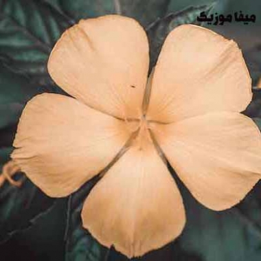 دانلود آهنگ چلچلا پر بزن ریمیکس با صدای بچه