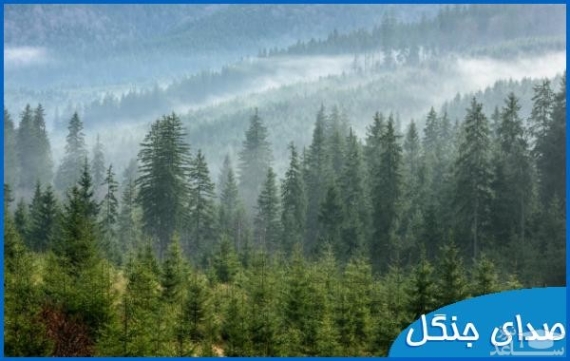 دانلود صدای طبیعت جنگل پرندگان