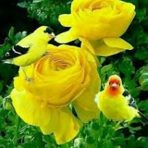 آهنگ ترکی duydum ki bensiz yarali gibisin